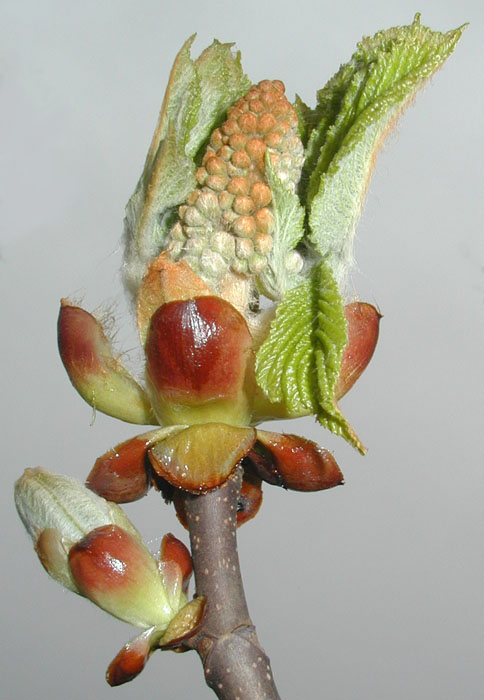 hrozen naruby